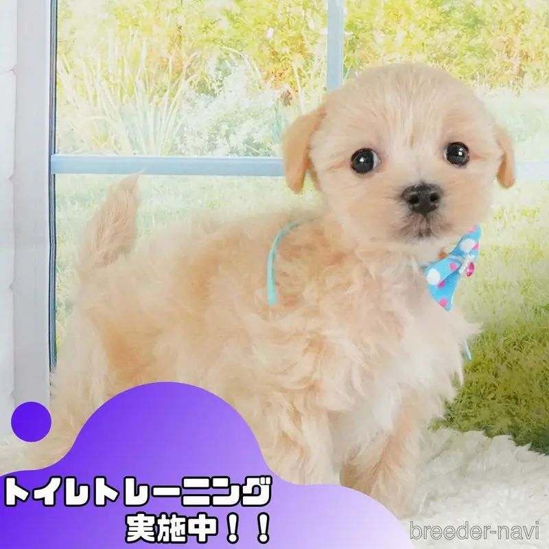 販売中の静岡県のマルプー:マルチーズ×トイプードル-399085