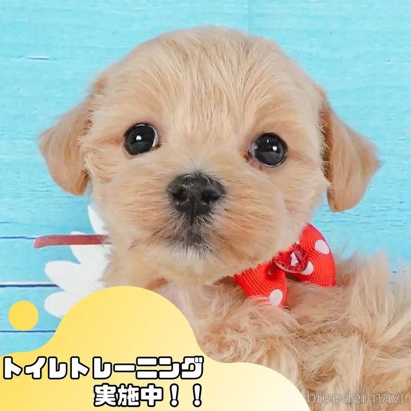 販売中の静岡県のマルプー:マルチーズ×トイプードル-399087