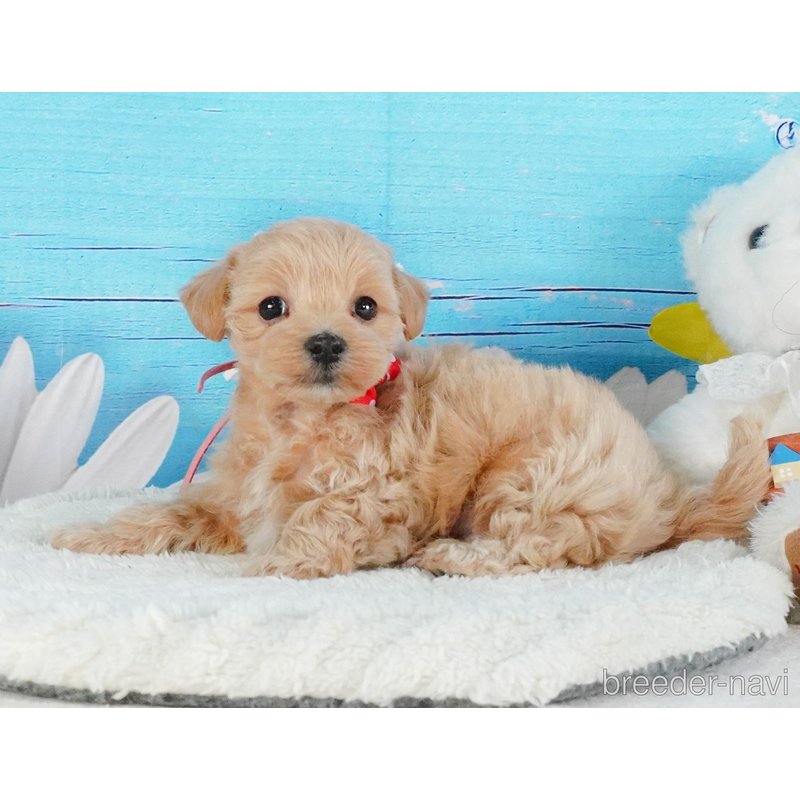 販売中の静岡県のマルプー:マルチーズ×トイプードル-399087の10枚目
