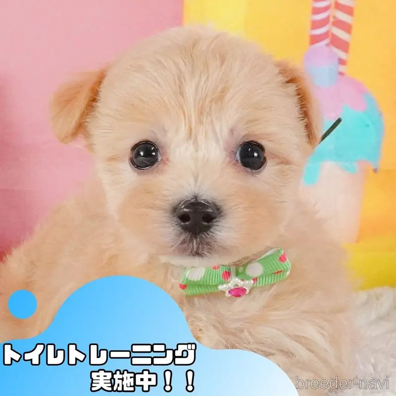 販売中の静岡県のマルプー:マルチーズ×トイプードル-399088