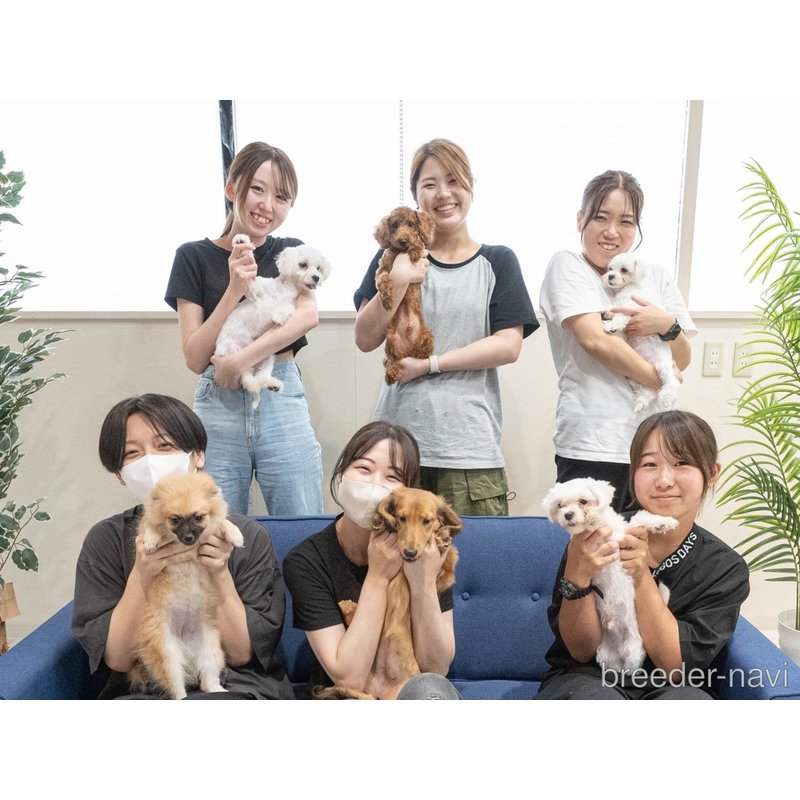 販売中の埼玉県のミニチュアダックスフンド(ロングヘアード)-398892の16枚目