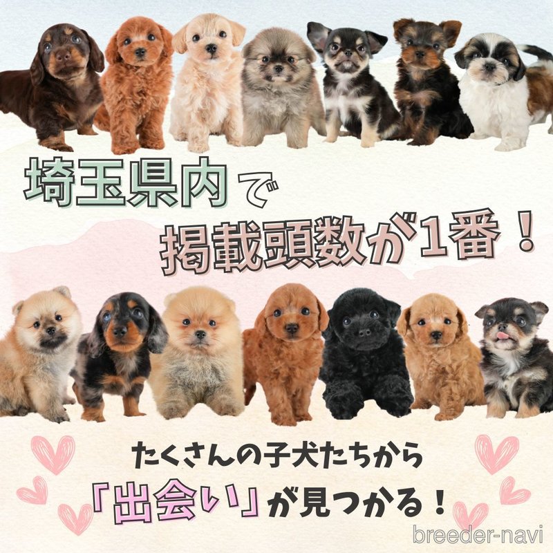 販売中の埼玉県のシーズー-398798の12枚目
