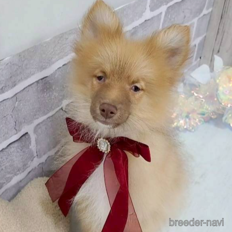 販売中の東京都のミックス犬-377877の2枚目