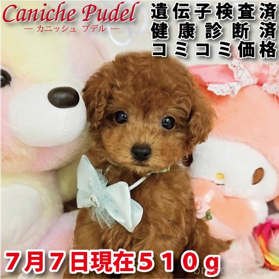販売中の岐阜県のタイニープードル-394221