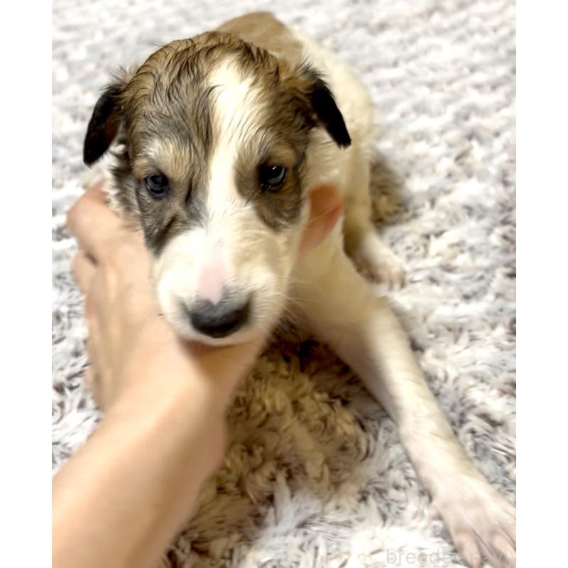販売中の奈良県のボルゾイ-398157の2枚目