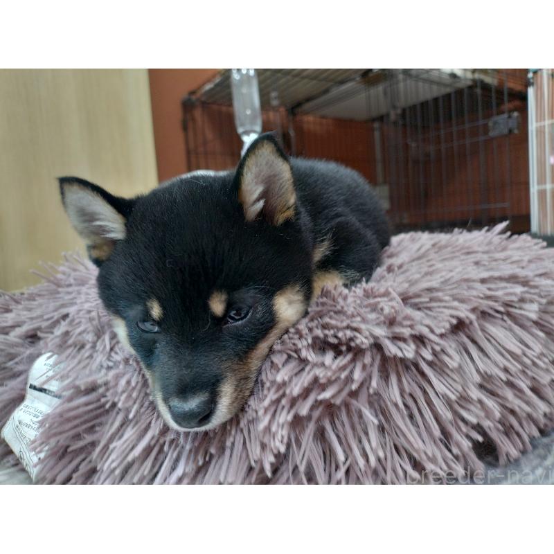 販売中の富山県の豆柴-390994の7枚目