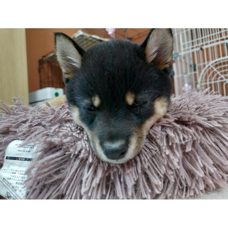 販売中の富山県の豆柴-390994の2枚目