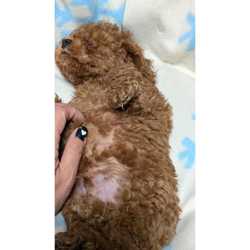 販売中の愛知県のタイニープードル-392577の7枚目
