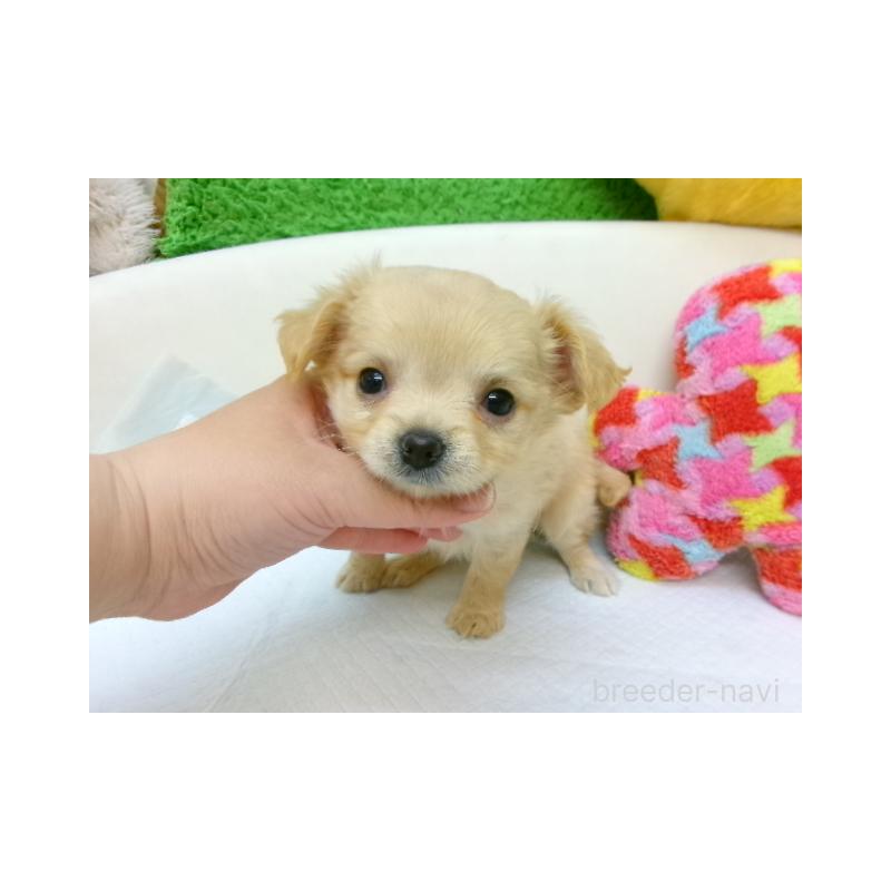 販売中の大阪府のチワワ(ロングコート)-398517