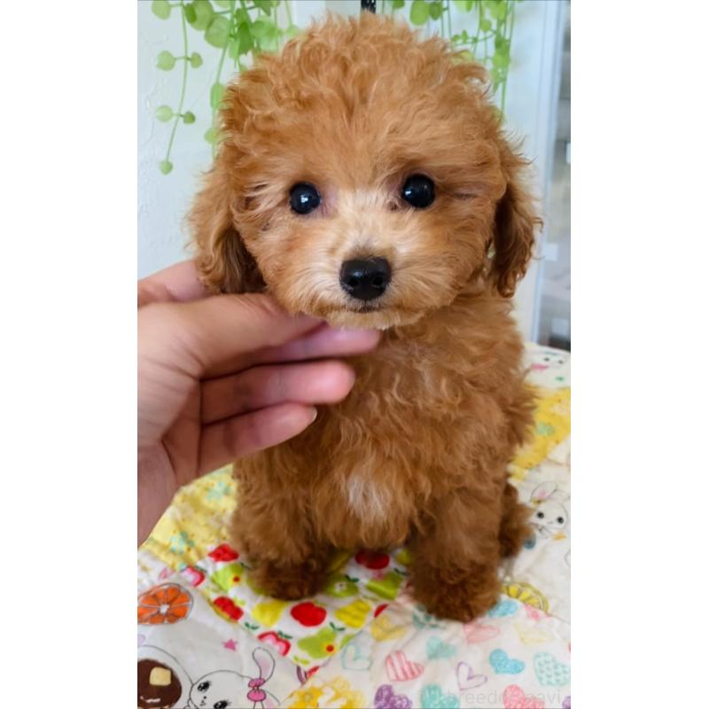 販売中の北海道のタイニープードル-398523の14枚目
