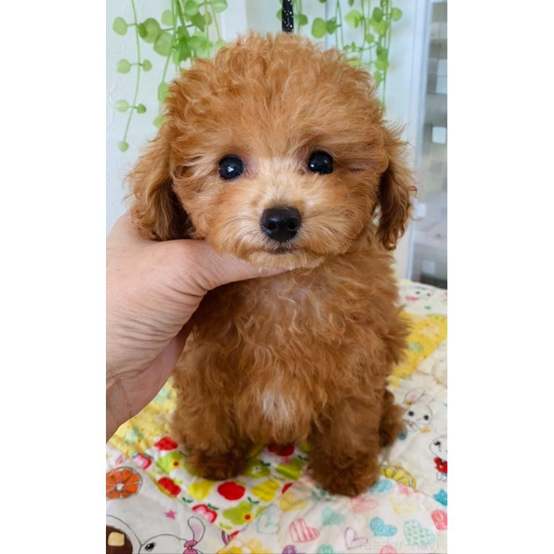 販売中の北海道のタイニープードル-398523の13枚目