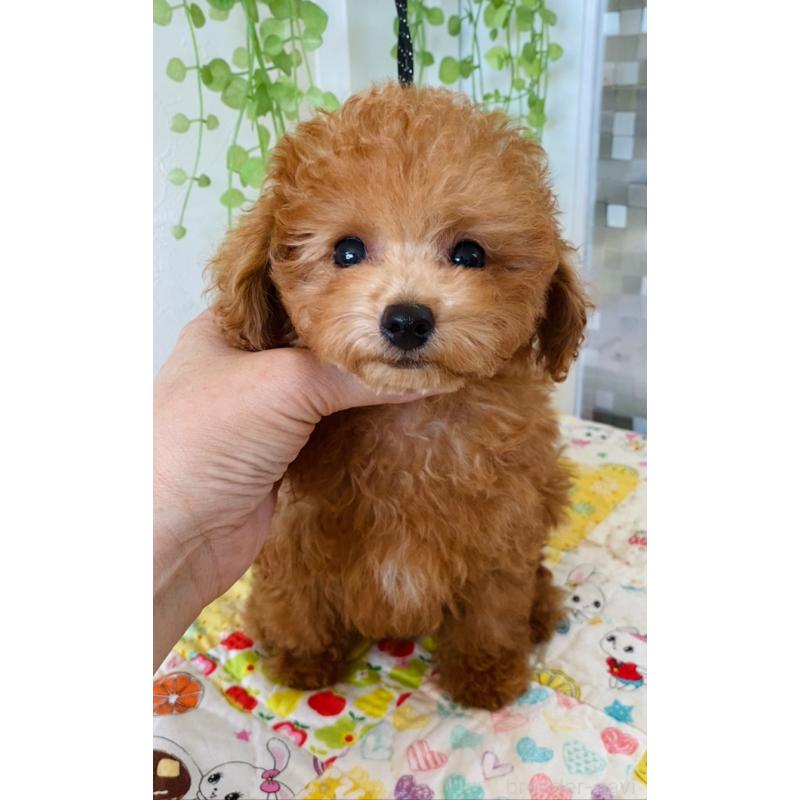 販売中の北海道のタイニープードル-398523の12枚目