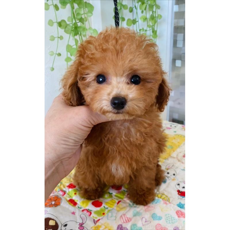 販売中の北海道のタイニープードル-398523の11枚目