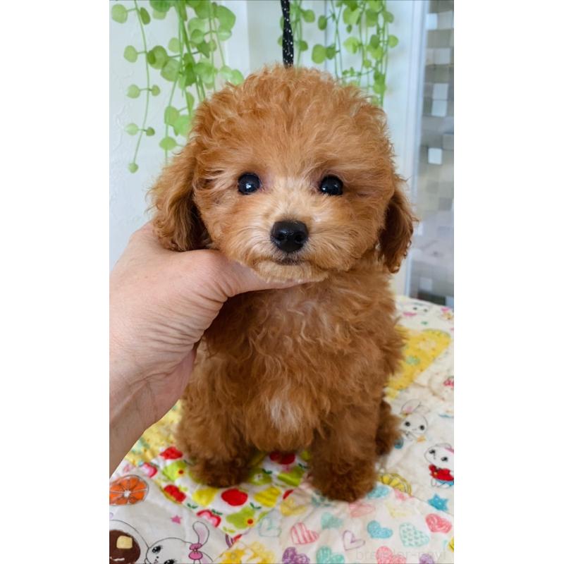販売中の北海道のタイニープードル-398523の10枚目