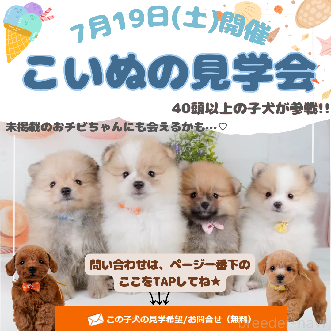 成約済の神奈川県のポメラニアン-397047の2枚目