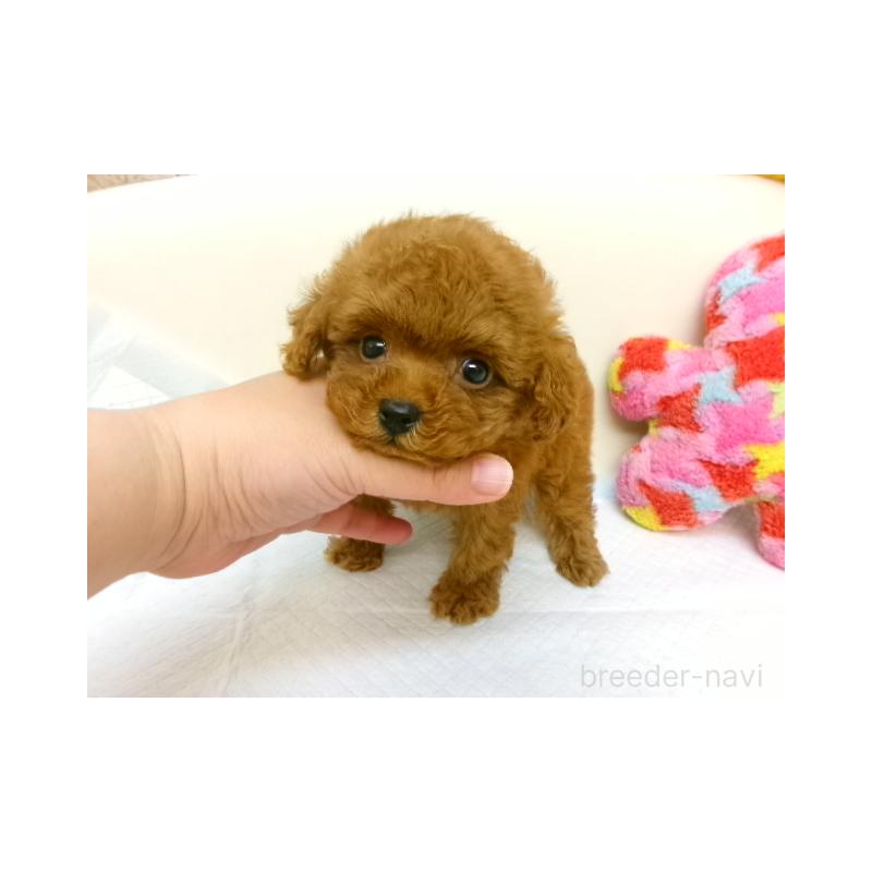 販売中の大阪府のトイプードル-398525の2枚目