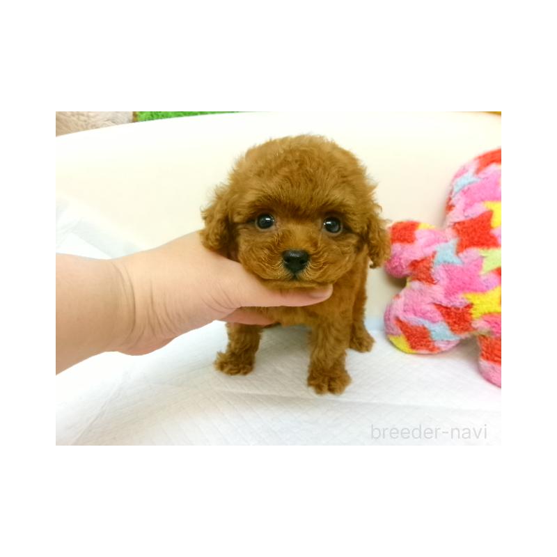 販売中の大阪府のトイプードル-398525の1枚目