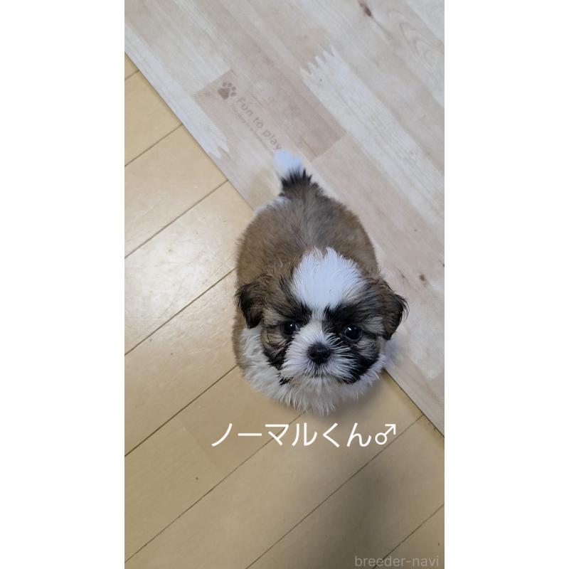 販売中の福岡県のシーズー-393719の2枚目
