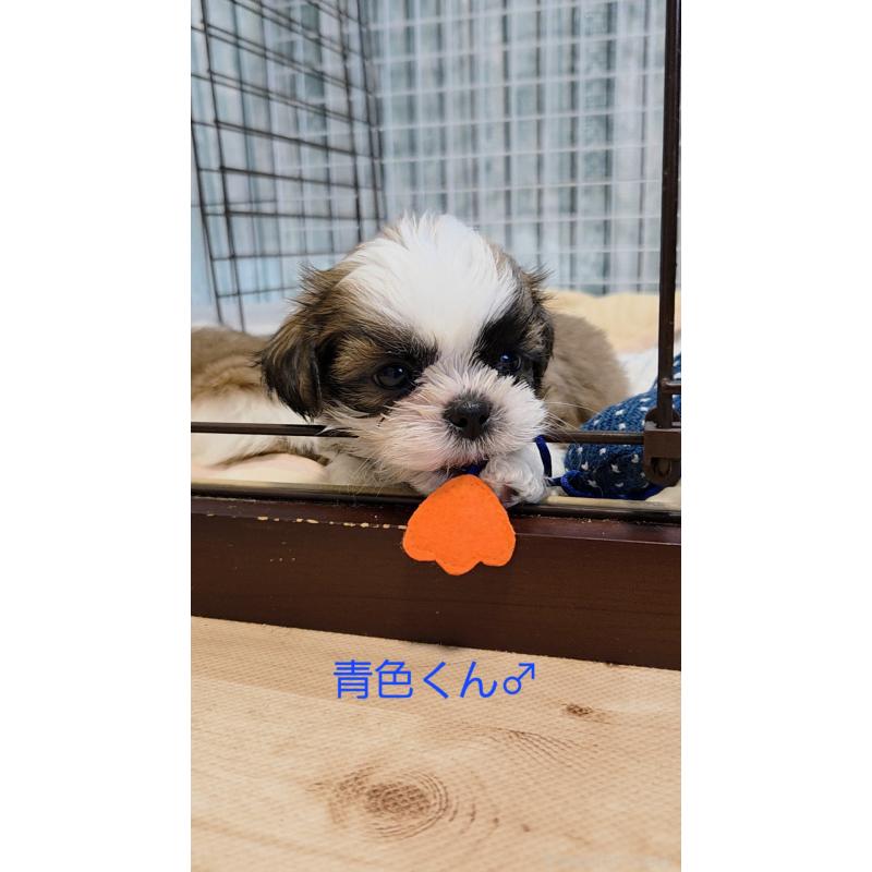 販売中の福岡県のシーズー-396116