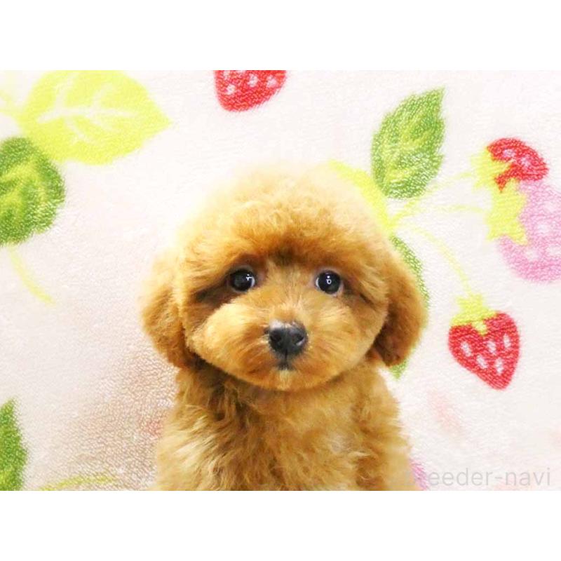 販売中の千葉県のティーカッププードル-392431の2枚目