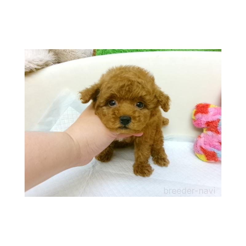 販売中の大阪府のトイプードル-398528の2枚目