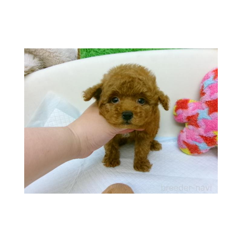 販売中の大阪府のトイプードル-398528
