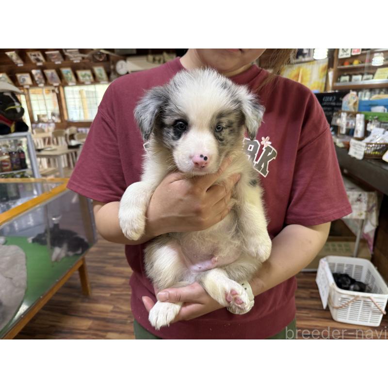 販売中の長野県のボーダーコリー-393068の9枚目