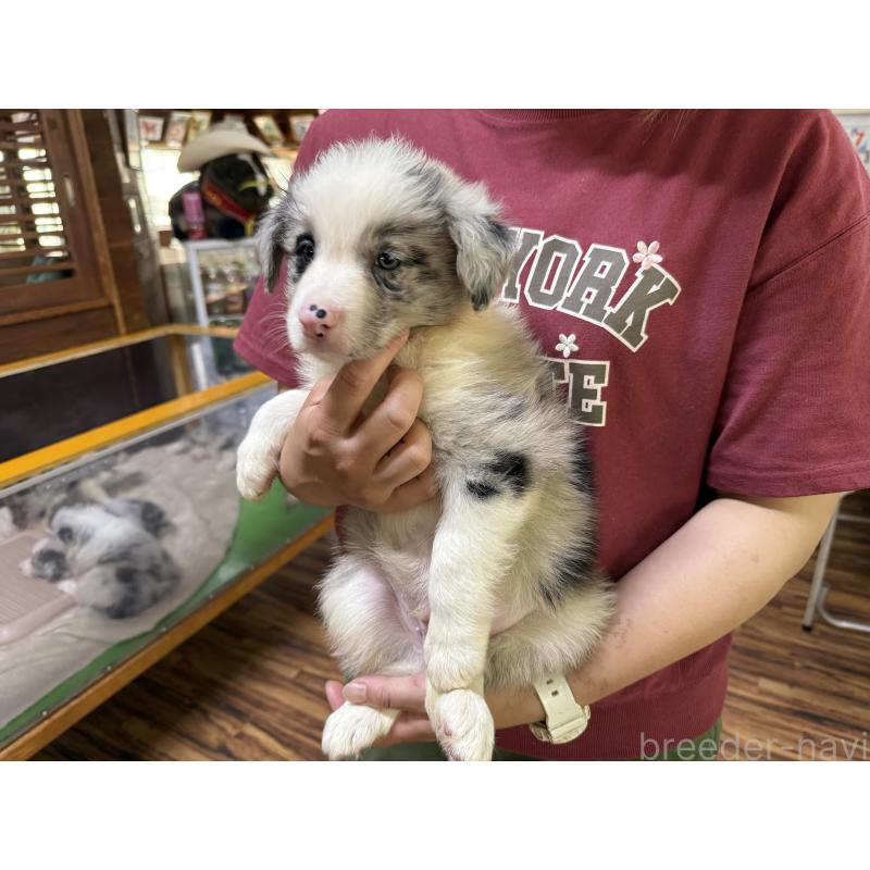 販売中の長野県のボーダーコリー-393068の8枚目