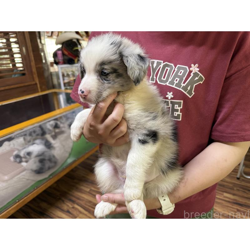 販売中の長野県のボーダーコリー-393068の7枚目