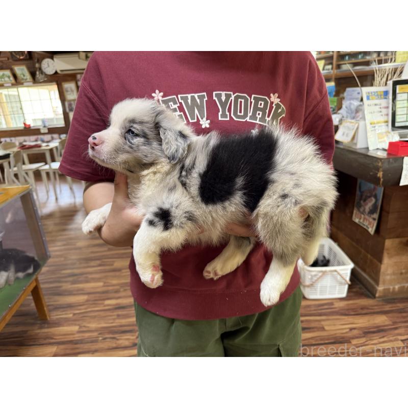 販売中の長野県のボーダーコリー-393068の4枚目
