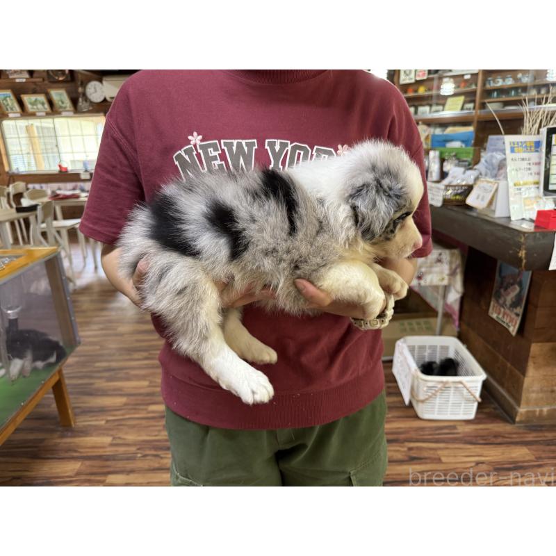 販売中の長野県のボーダーコリー-393068の3枚目