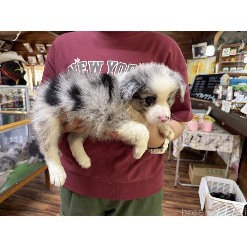 販売中の長野県のボーダーコリー-393068の2枚目