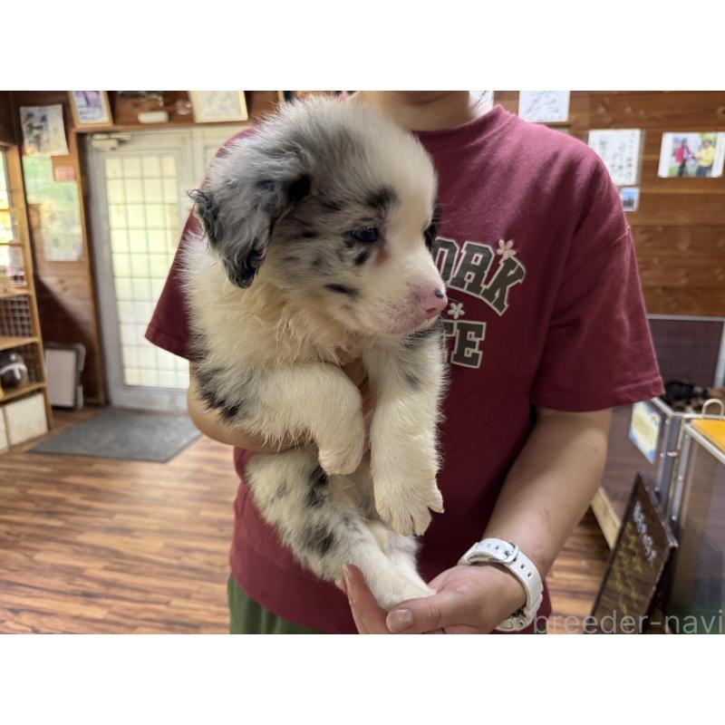 販売中の長野県のボーダーコリー-393067の5枚目