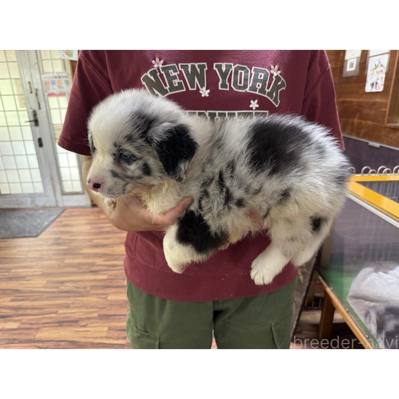販売中の長野県のボーダーコリー-393067の2枚目