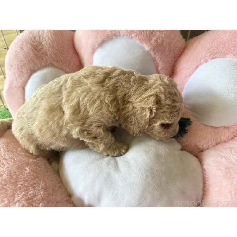 販売中の岐阜県のビションプー:ビションフリーゼ×トイプードル-398544の2枚目