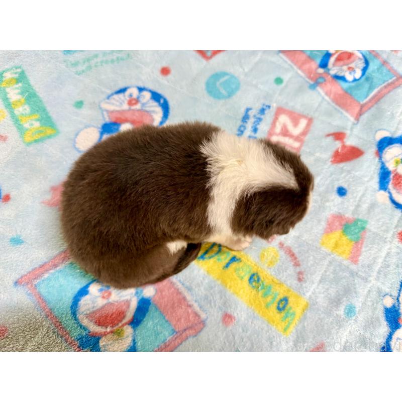 販売中の長野県のボーダーコリー-398540の6枚目