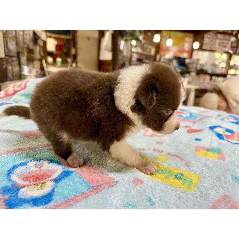 販売中の長野県のボーダーコリー-398542の4枚目