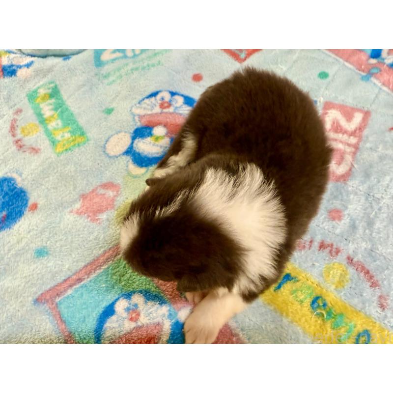 販売中の長野県のボーダーコリー-398543の5枚目