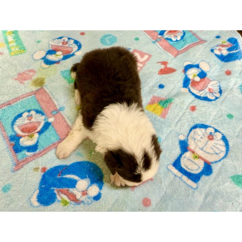 販売中の長野県のボーダーコリー-398547の7枚目