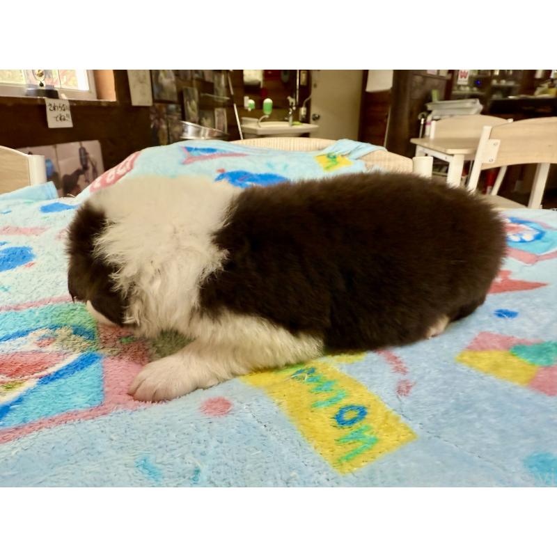 販売中の長野県のボーダーコリー-398547の3枚目