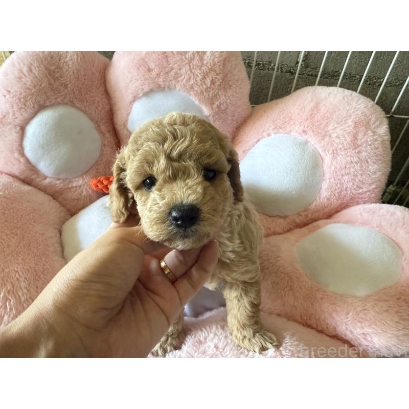 販売中の岐阜県のビションプー:ビションフリーゼ×トイプードル-398549の2枚目