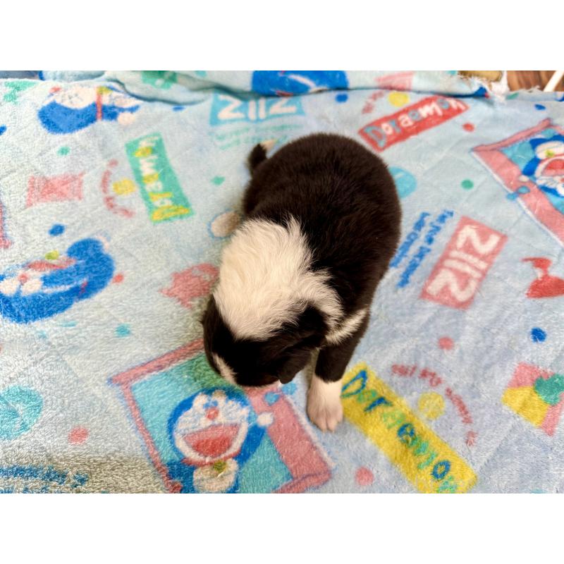 販売中の長野県のボーダーコリー-398551の4枚目
