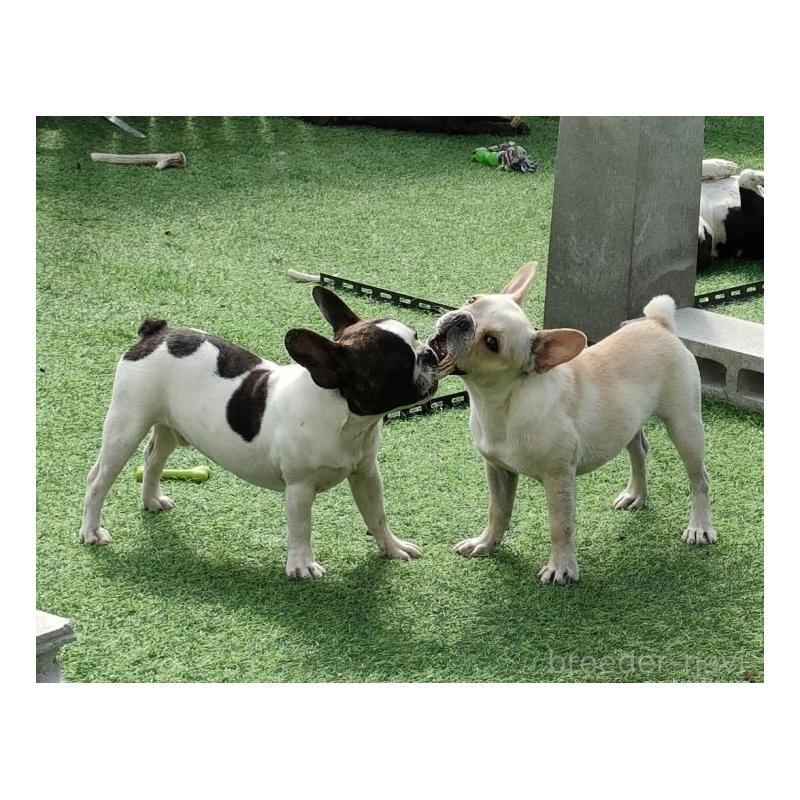 サクラちゃん1枚目