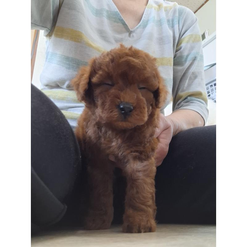 成約済の群馬県のタイニープードル-396048の3枚目