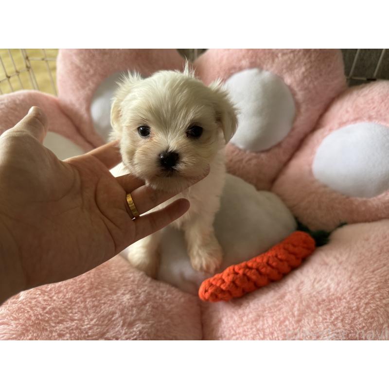 販売中の岐阜県のマルチーズ-398574の3枚目