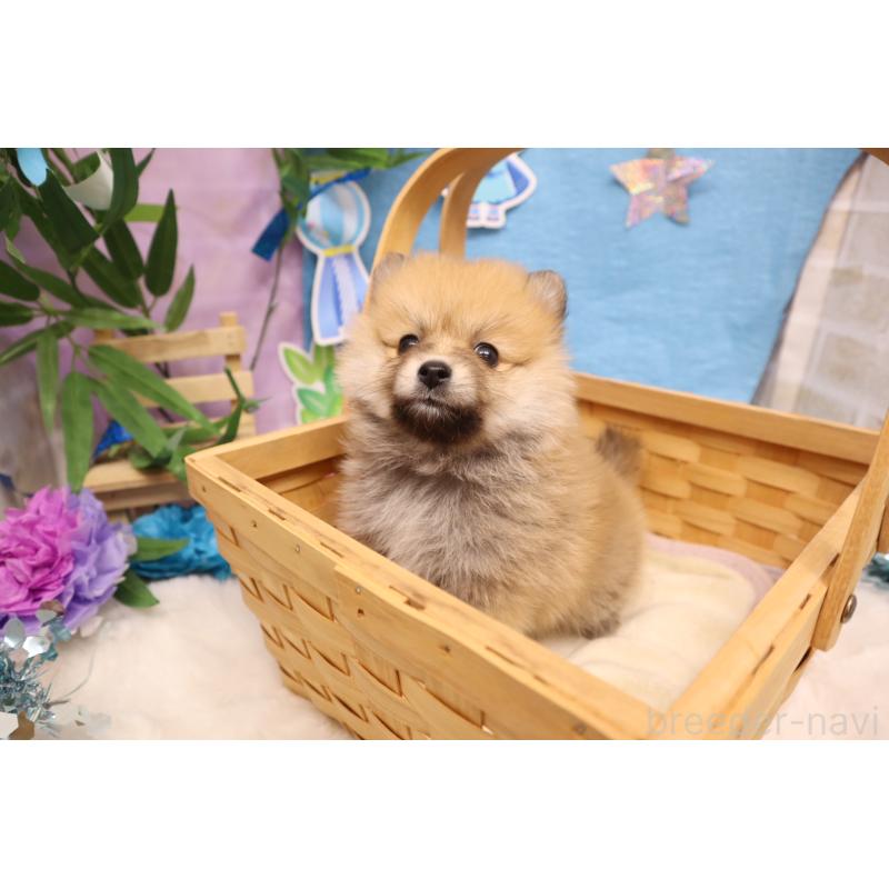 販売中の東京都のポメラニアン-398437の1枚目