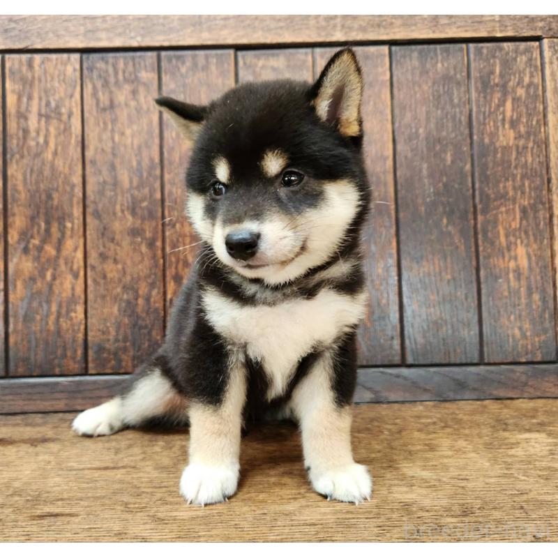 販売中の大阪府の柴犬-398606の10枚目
