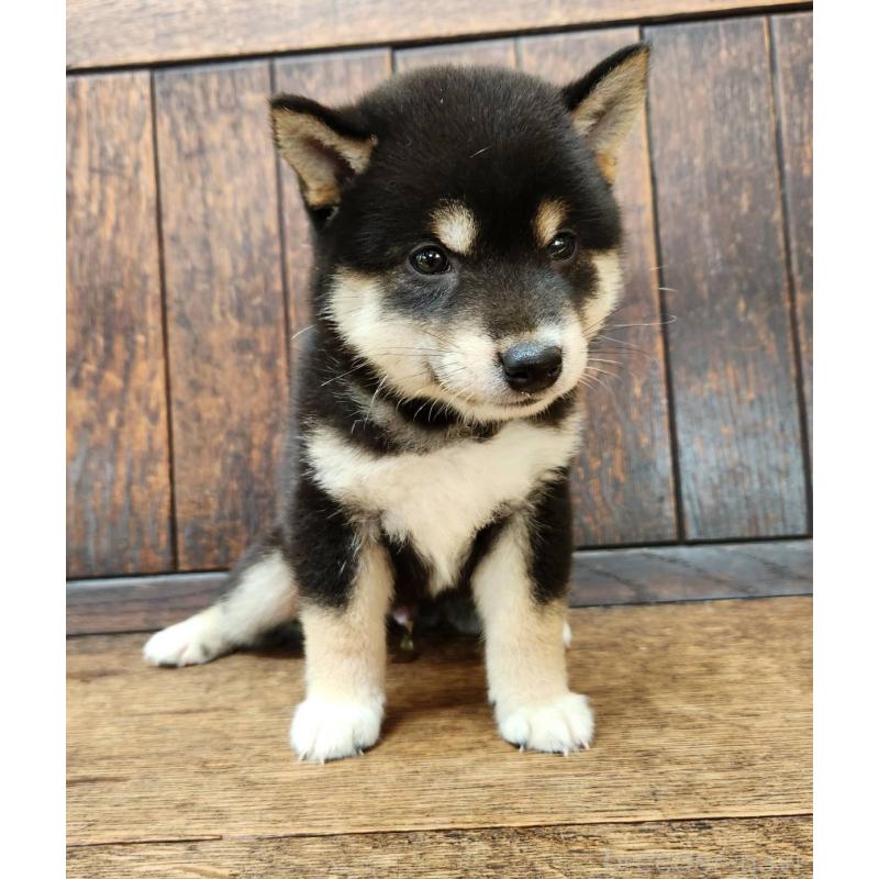 販売中の大阪府の柴犬-398606の9枚目