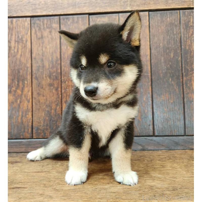 販売中の大阪府の柴犬-398606の8枚目