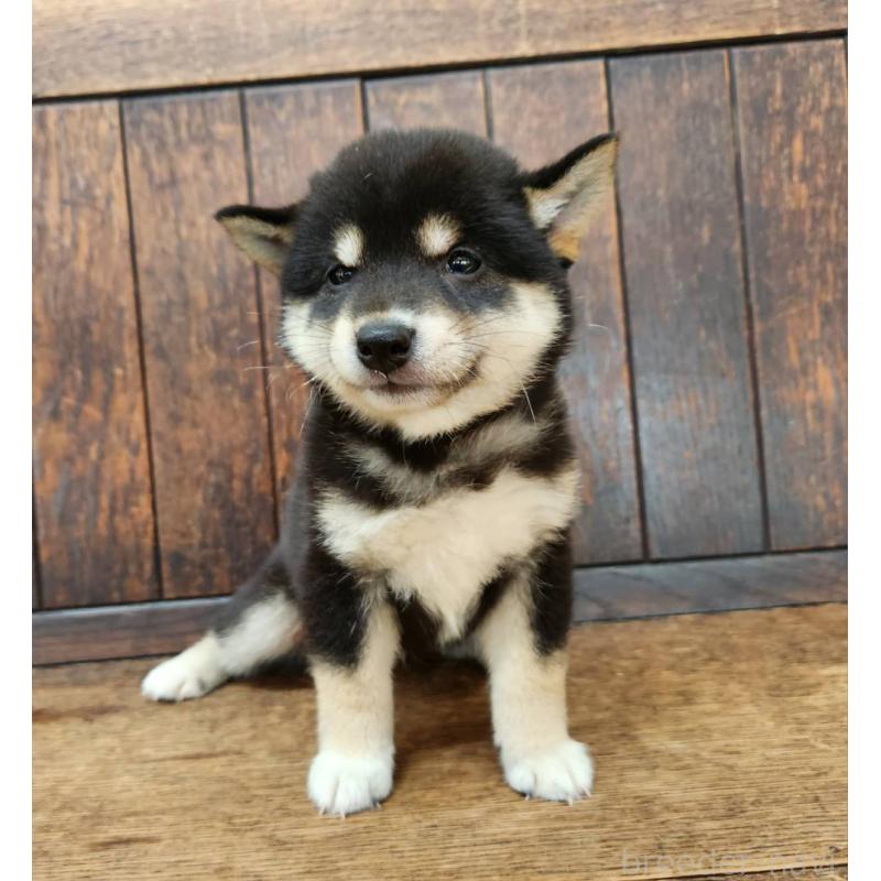 販売中の大阪府の柴犬-398606の7枚目